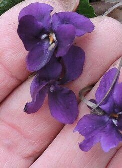 Виола_Viola odorata Purple