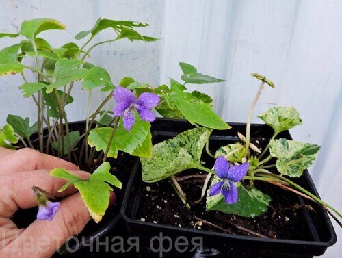Виола_Viola palmata