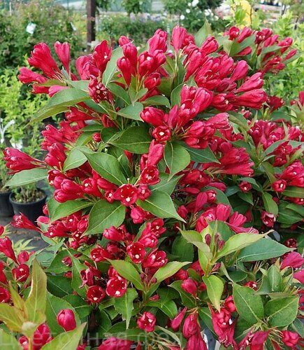 Вейгела All Summer Red