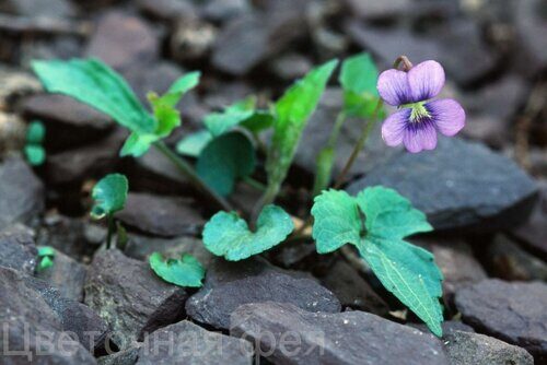 Виола_Viola palmata