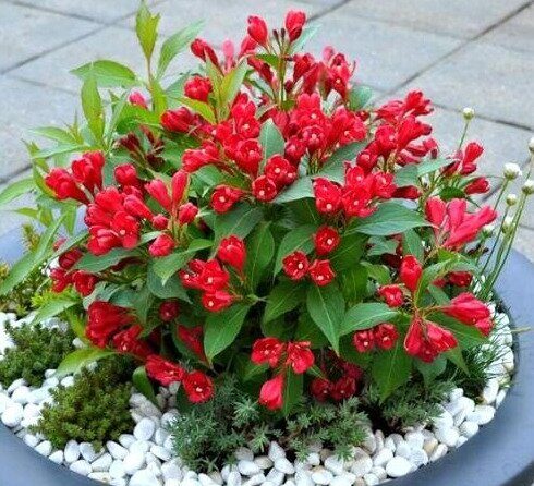 Вейгела All Summer Red