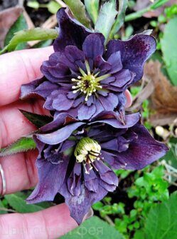 Морозник Anemone Slaty blue