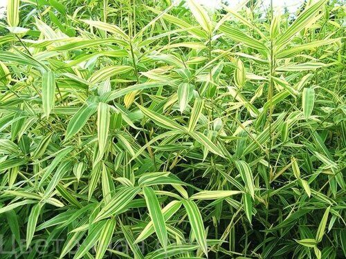 Бамбук Nana variegata