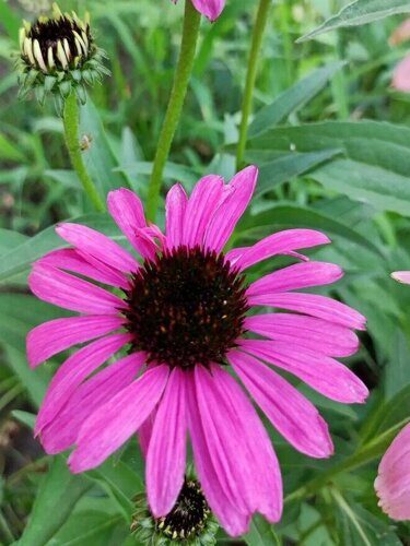 Эхинацея Black and pink_SV_сеянец от сорта