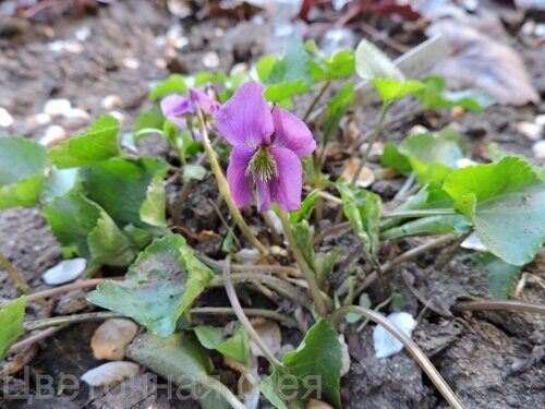 Виола_Viola Rubra