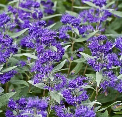 Кариоптерис кландоненский Kew Blue