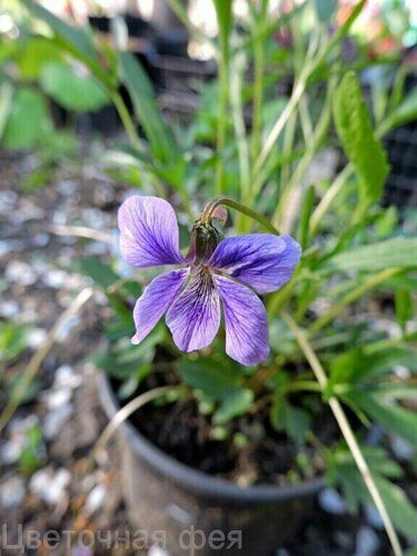 Виола_Viola palmata