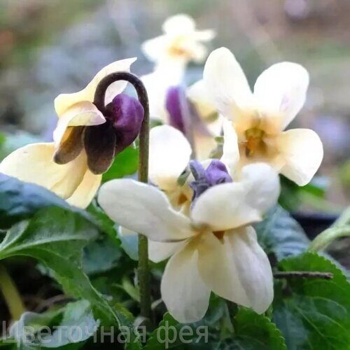 Виола_Viola odorata Irish Elegance