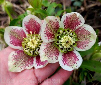 Морозник Anemone White spotted 2