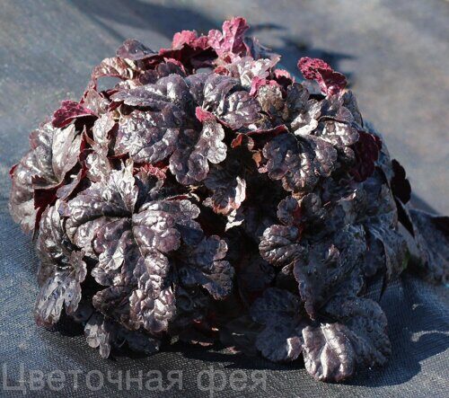 Heucherella Onyx