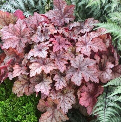 Heucherella Honey Rose