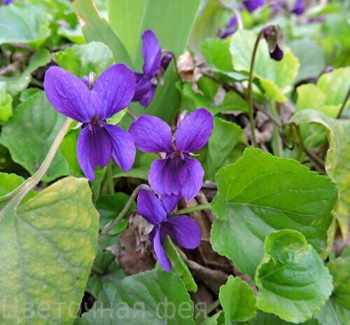 Виола_Viola odorata Charlotte