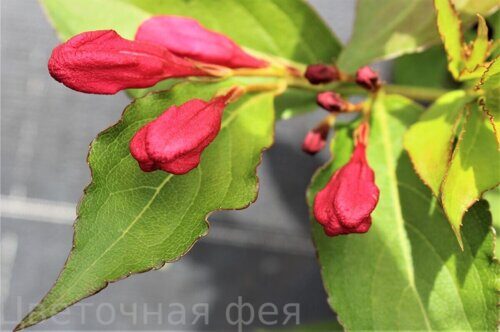 Вейгела All Summer Red