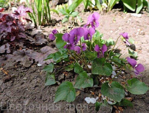 Виола_Viola Rubra