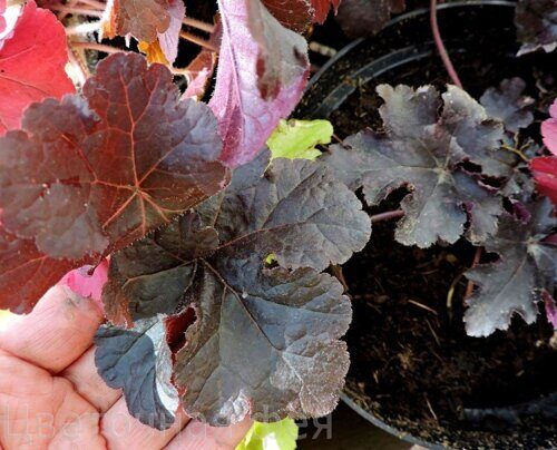 Heucherella Onyx