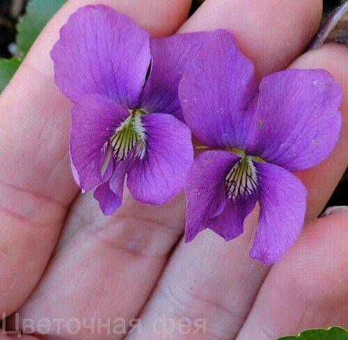 Виола_Viola Rubra