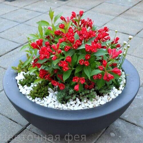 Вейгела All Summer Red