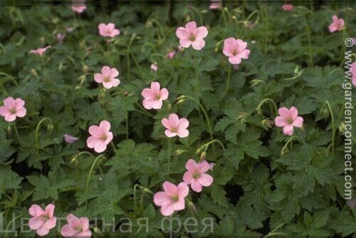Герань оксфордская Wargrave Pink