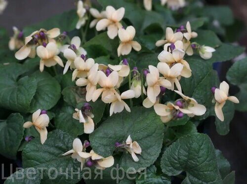 Виола_Viola odorata Irish Elegance