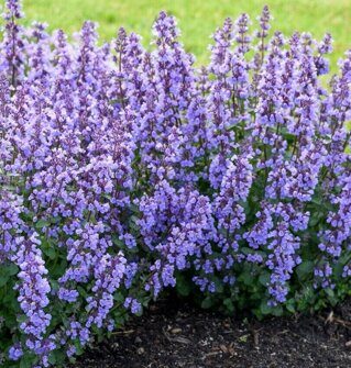 Котовник Фассена  Blue Wonder