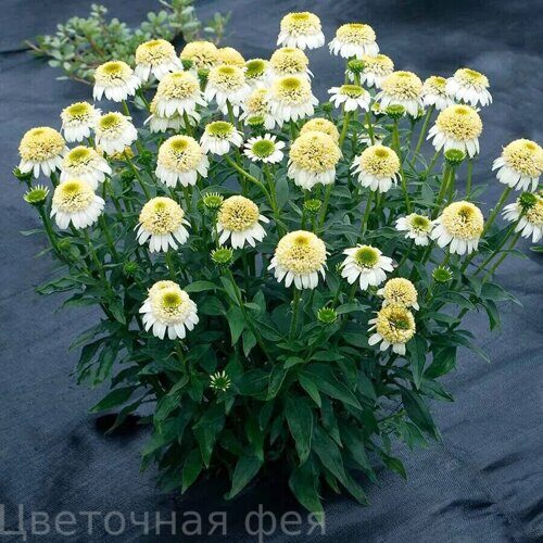 Эхинацея Cara Mia Sands