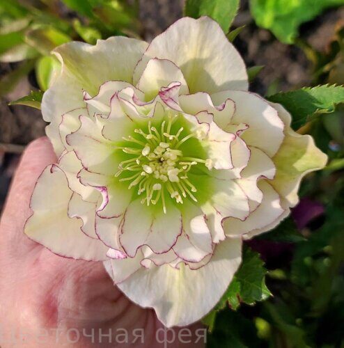Морозник Double White purple edge