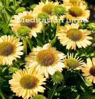 Эхинацея Meditation Lime