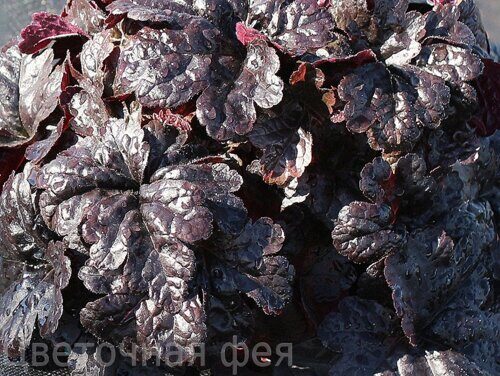 Heucherella Onyx