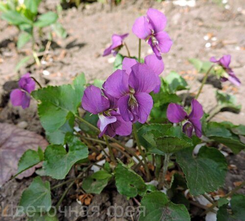 Виола_Viola Rubra