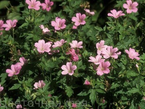 Герань оксфордская Wargrave Pink