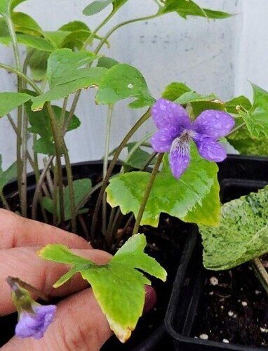 Виола_Viola palmata