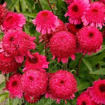Эхинацея Paso Doble Fuchsia