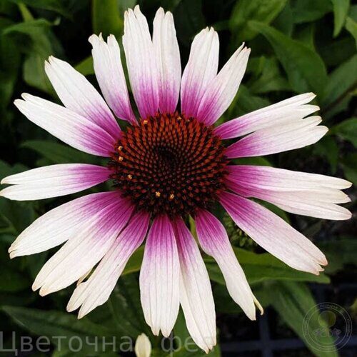 Эхинацея Funky White
